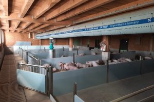 Schwinestall-Schweiz-1200x900